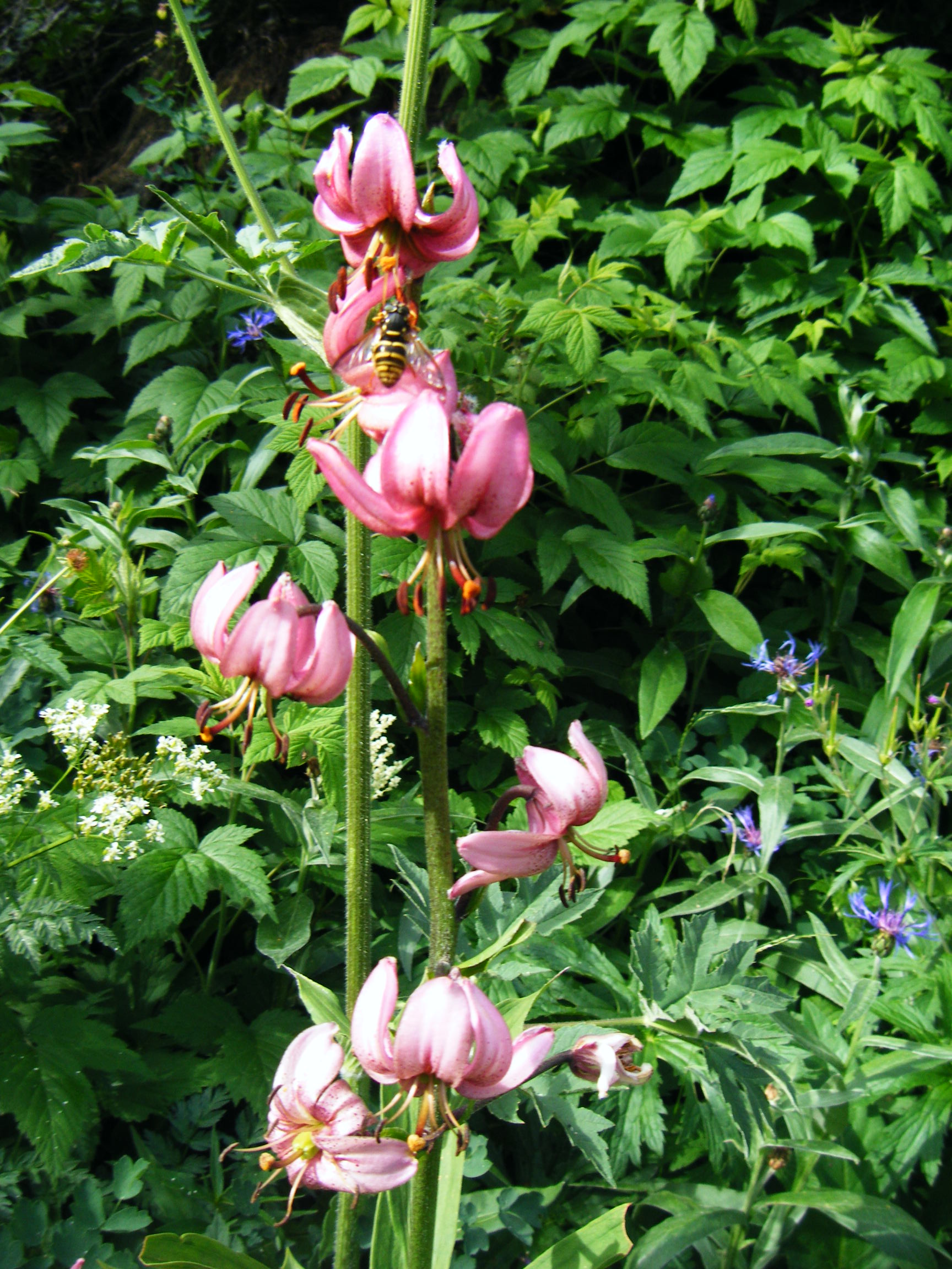 Q_Pub_09_287